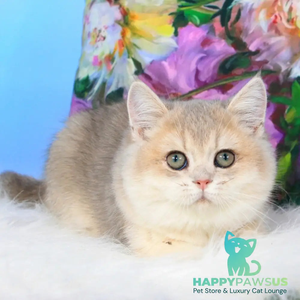 Tosha British Shorthair male blue golden shaded - live animals