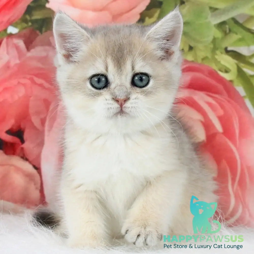 Tosha British Shorthair male blue golden shaded - live animals
