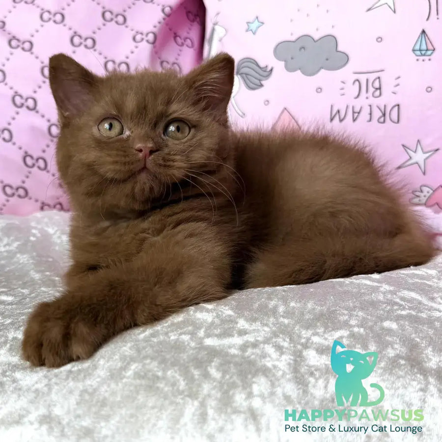 Tosha British Shorthair male cinnamon - live animals