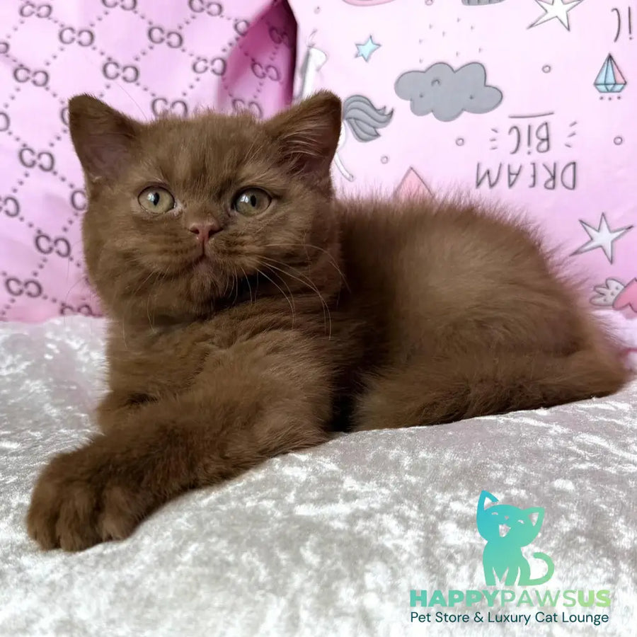Tosha British Shorthair male cinnamon - live animals