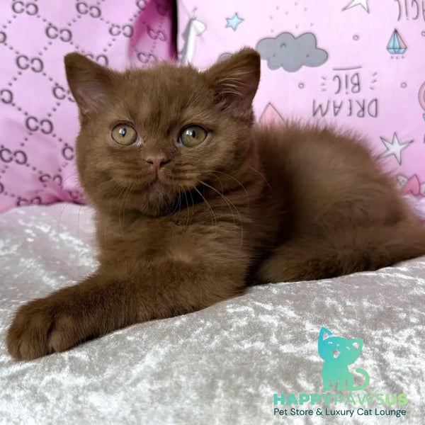 Tosha British Shorthair male cinnamon - live animals