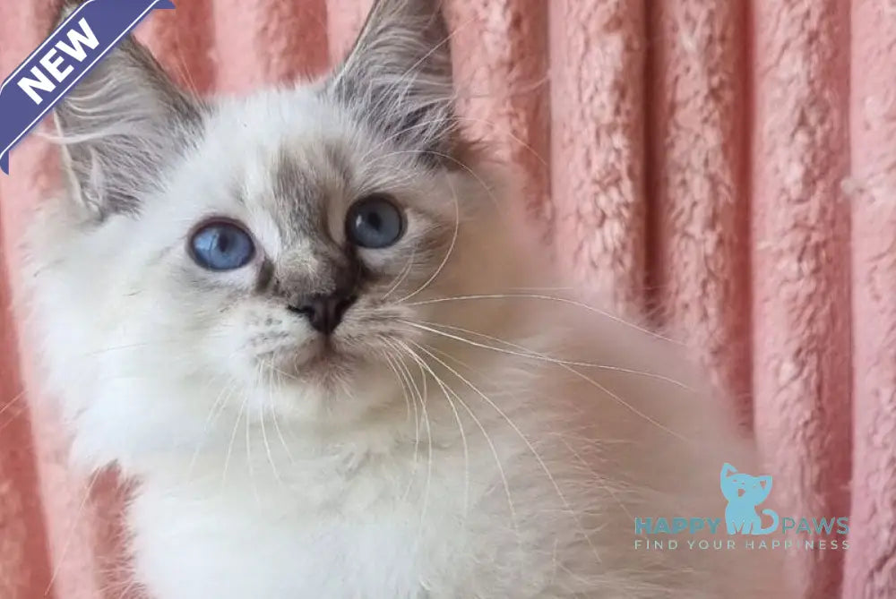 Tosya Siberian female black tabby pointed with white live animals