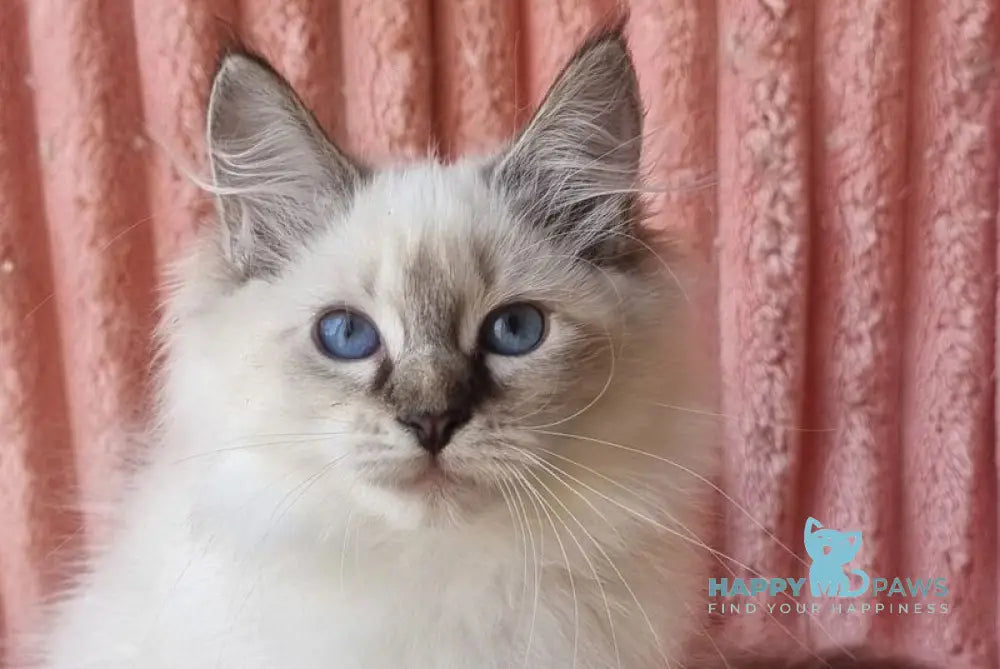 Tosya Siberian female black tabby pointed with white live animals