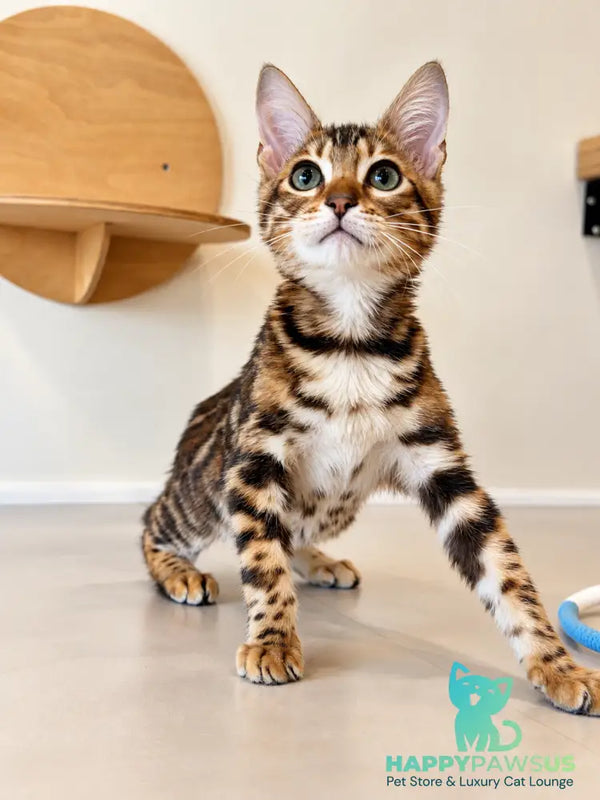 Touluz Bengal male black spotted tabby - live animals