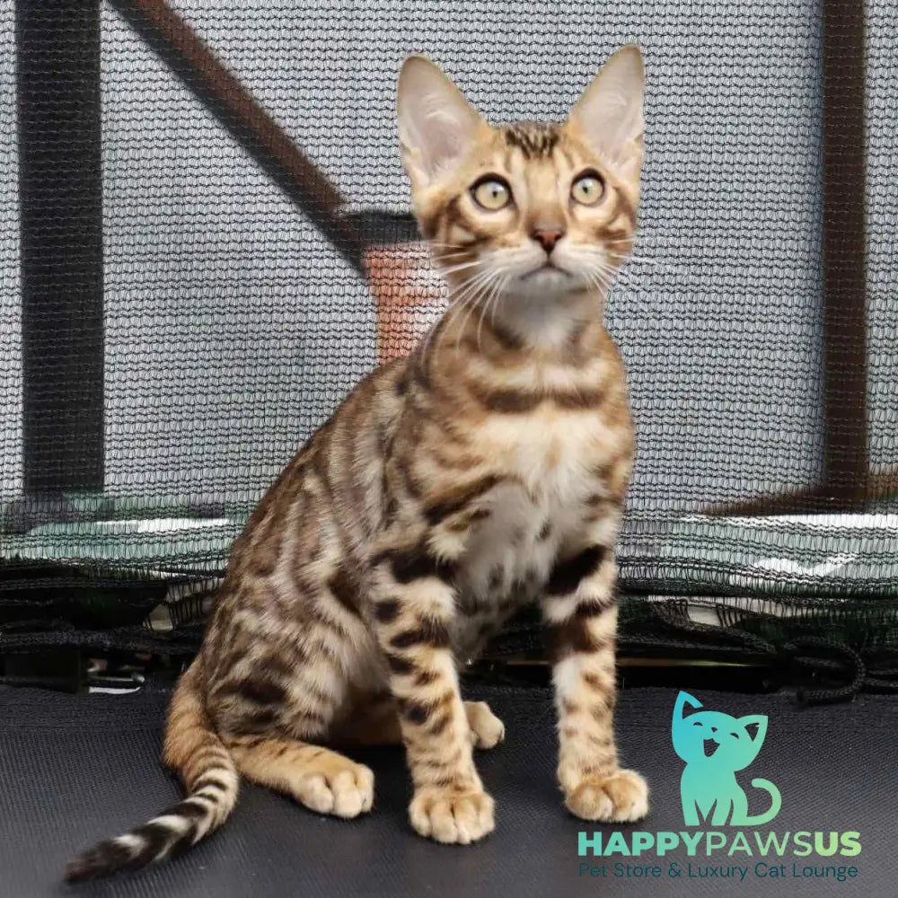 Touluz Bengal male black spotted tabby - live animals