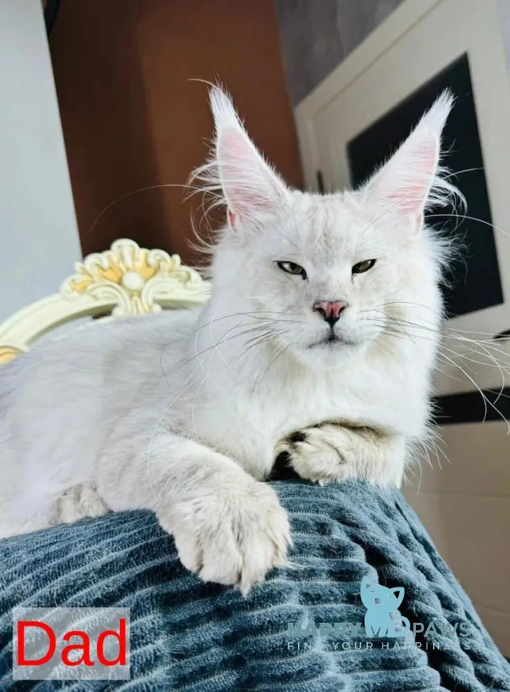 Trace Maine Coon female black - live animals