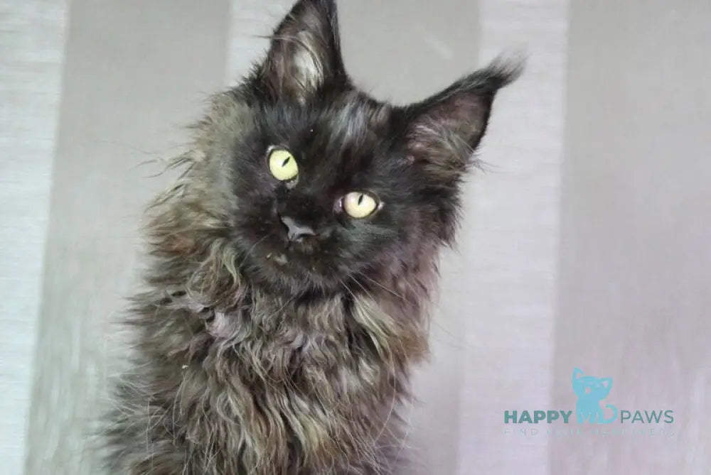 Trace Maine Coon female black - live animals