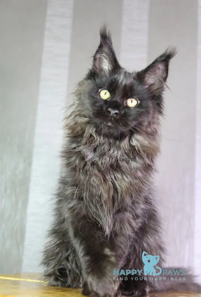 Trace Maine Coon female black - live animals