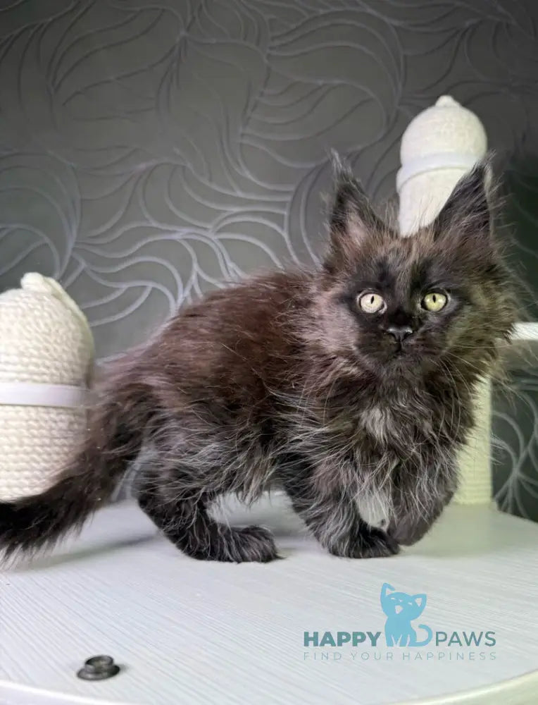 Trace Maine Coon female black - live animals