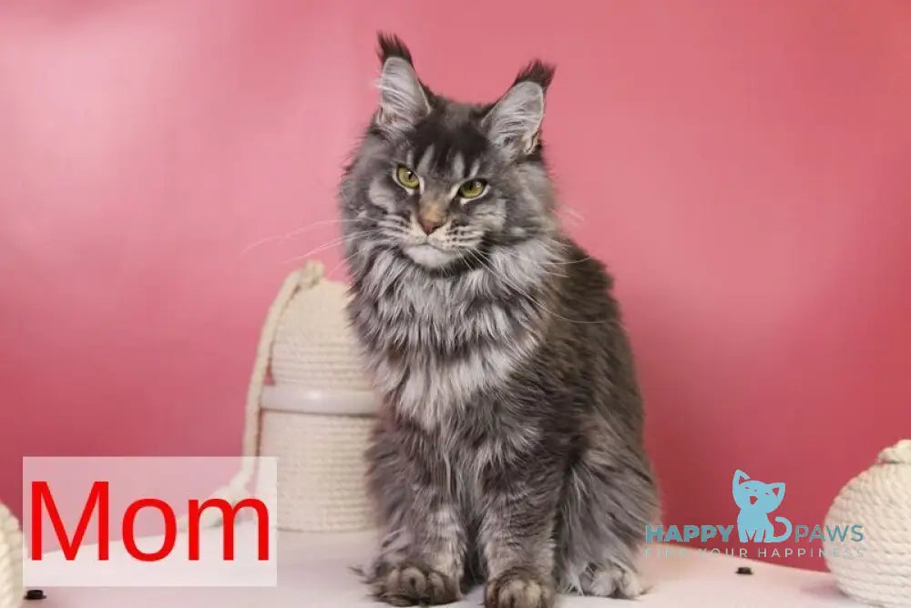Trace Maine Coon female black - live animals