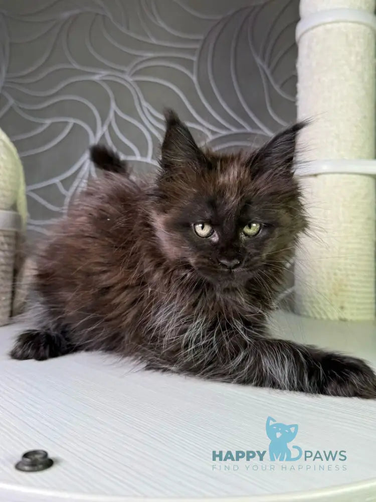Trace Maine Coon female black - live animals