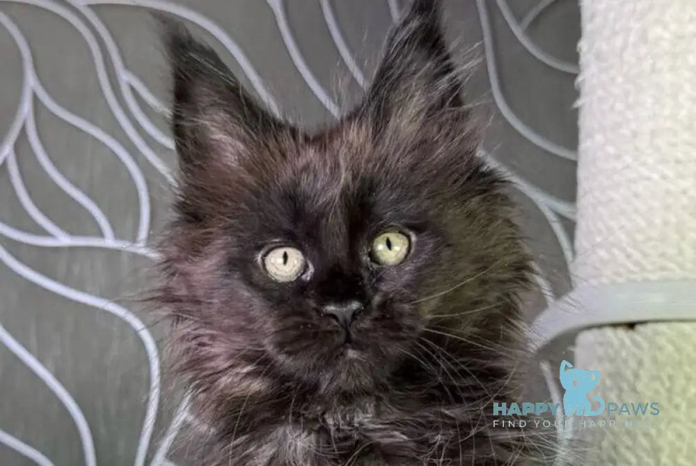 Trace Maine Coon female black - live animals