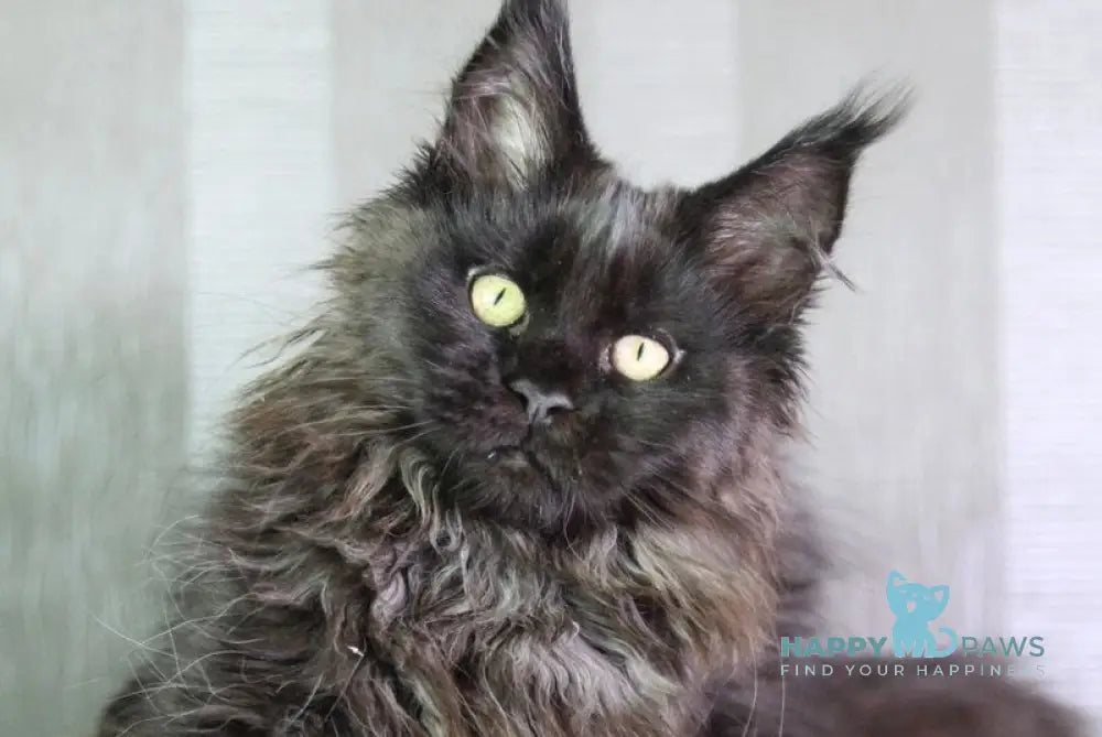 Trace Maine Coon female black - live animals