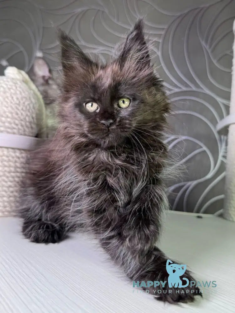 Trace Maine Coon female black - live animals