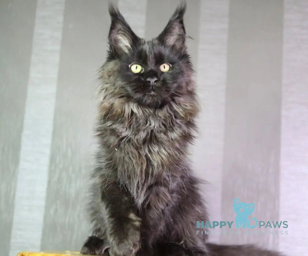 Trace Maine Coon female black - live animals