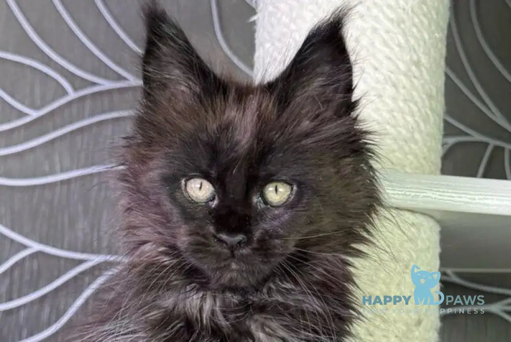 Trace Maine Coon female black - live animals