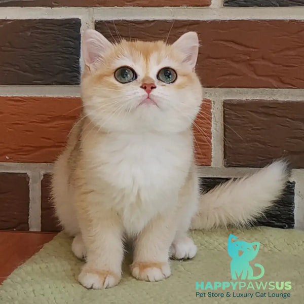 Treisy British Shorthair female black golden chinchilla - live animals
