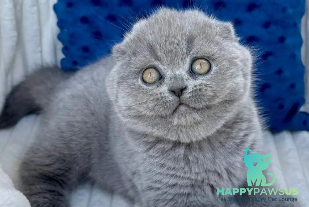 Trevor Scottish Fold male blue - live animals