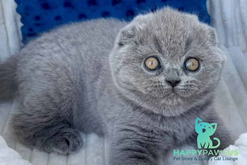 Trevor Scottish Fold male blue - live animals
