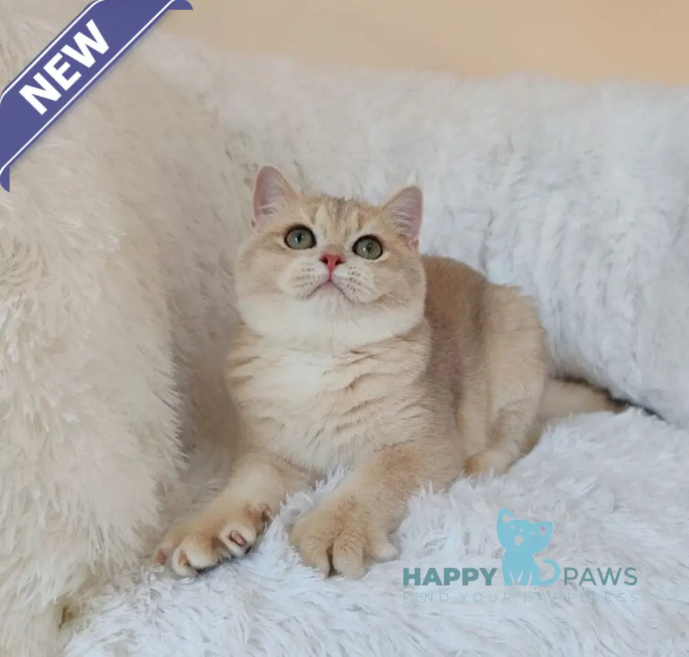 Trian British Shorthair male blue golden chinchilla live animals