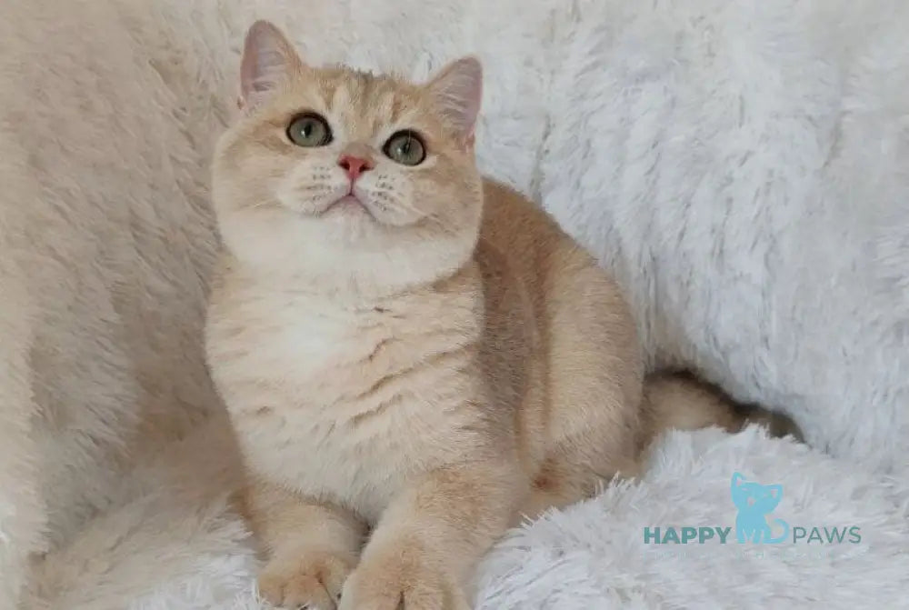 Trian British Shorthair male blue golden chinchilla live animals