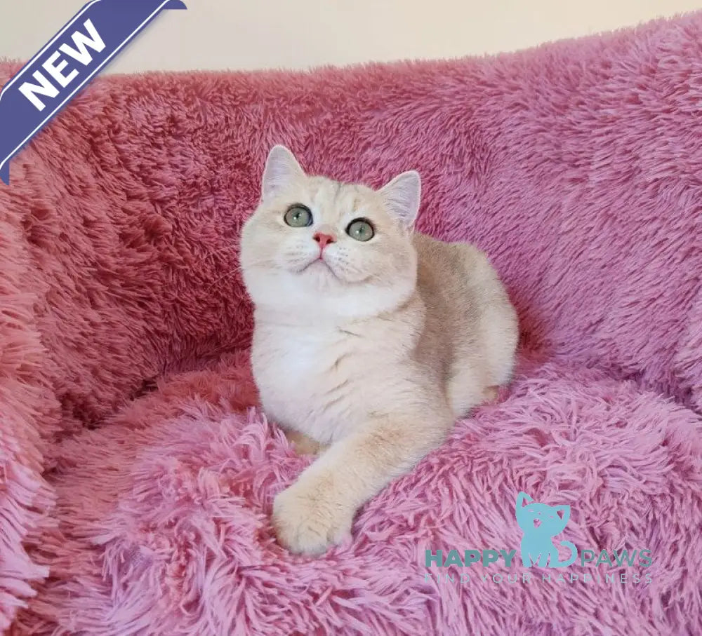 Trian British Shorthair male blue golden chinchilla live animals