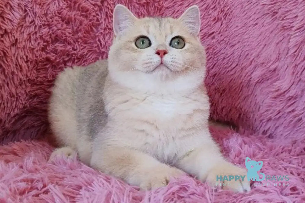 Trian British Shorthair male blue golden chinchilla live animals