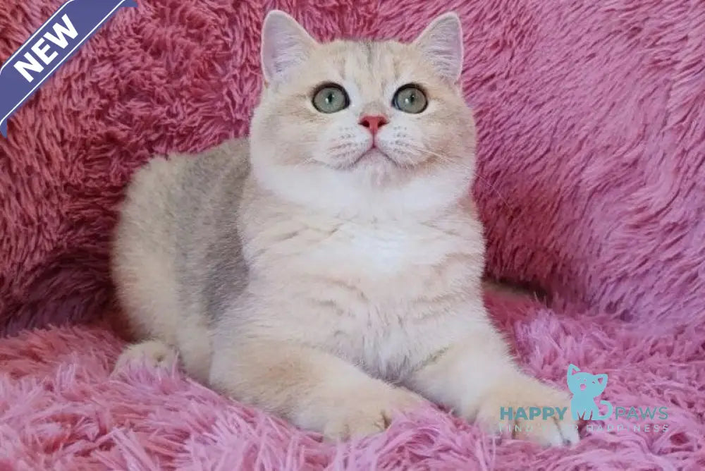 Trian British Shorthair male blue golden chinchilla live animals