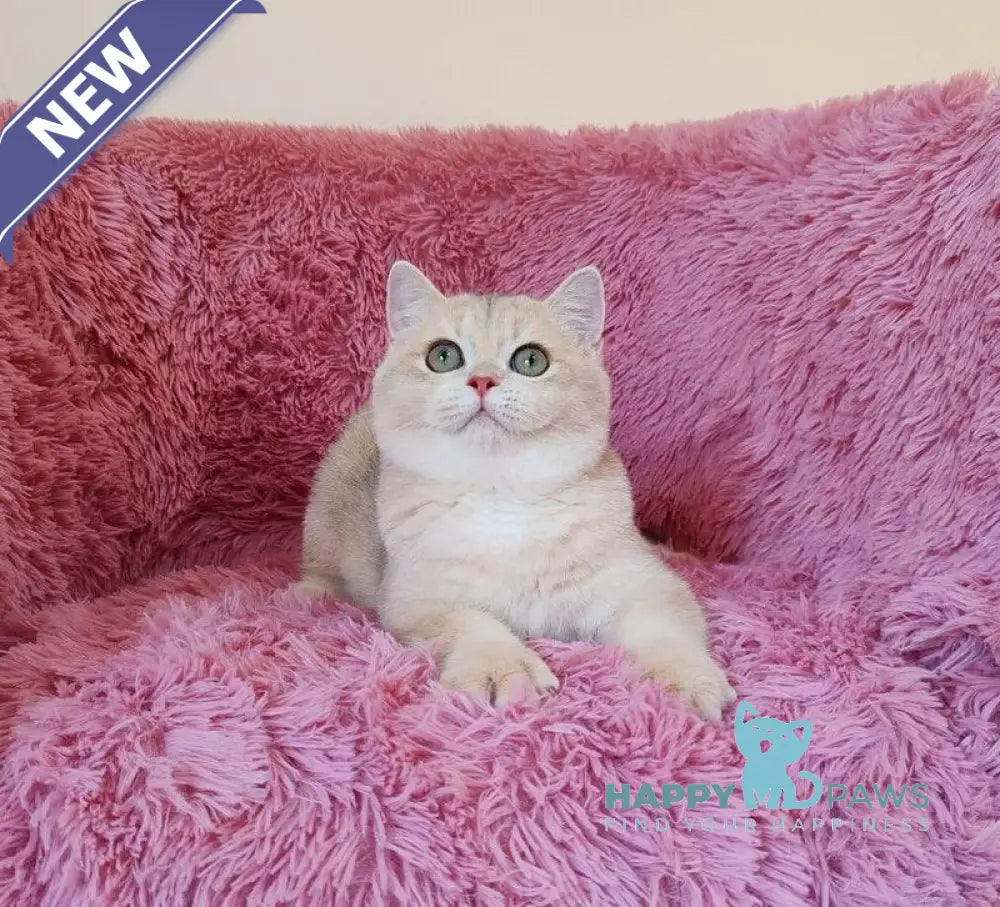 Trian British Shorthair male blue golden chinchilla live animals