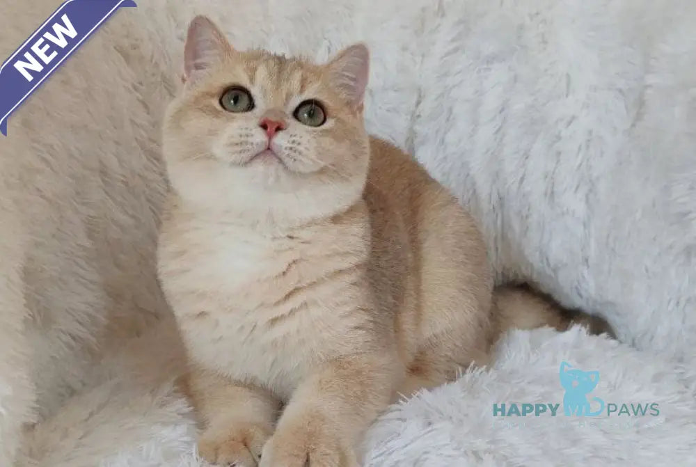 Trian British Shorthair male blue golden chinchilla live animals