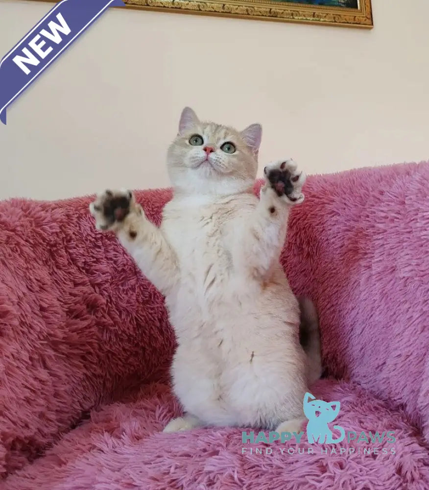 Trian British Shorthair male blue golden chinchilla live animals