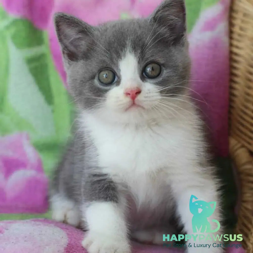 Trifle British Shorthair male blue with white - live animals