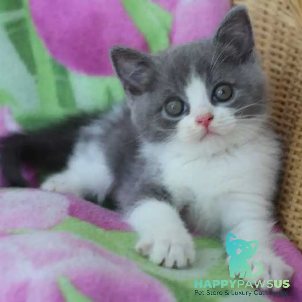 Trifle British Shorthair male blue with white - live animals