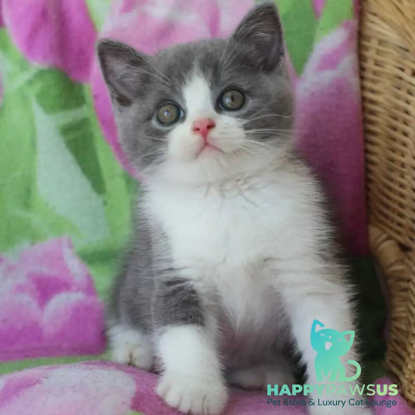 Trifle British Shorthair male blue with white - live animals