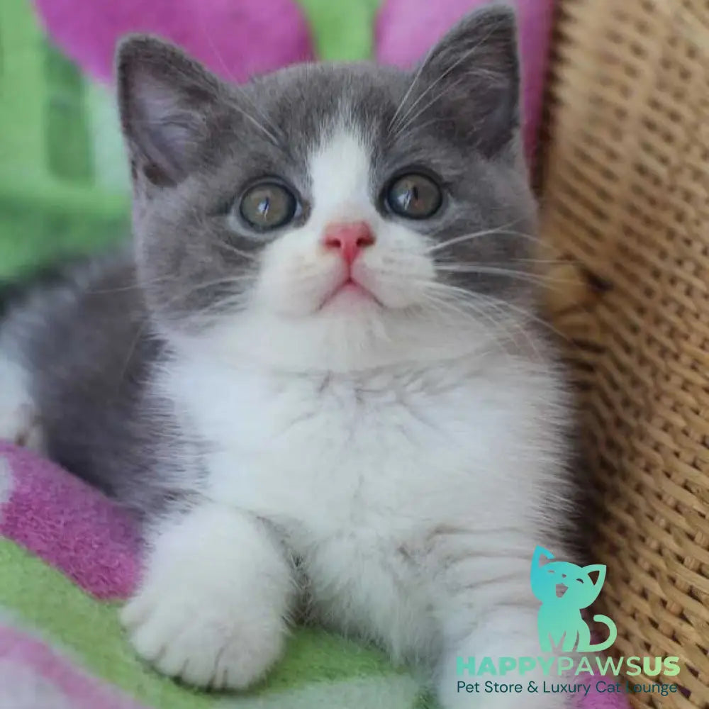 Trifle British Shorthair male blue with white - live animals