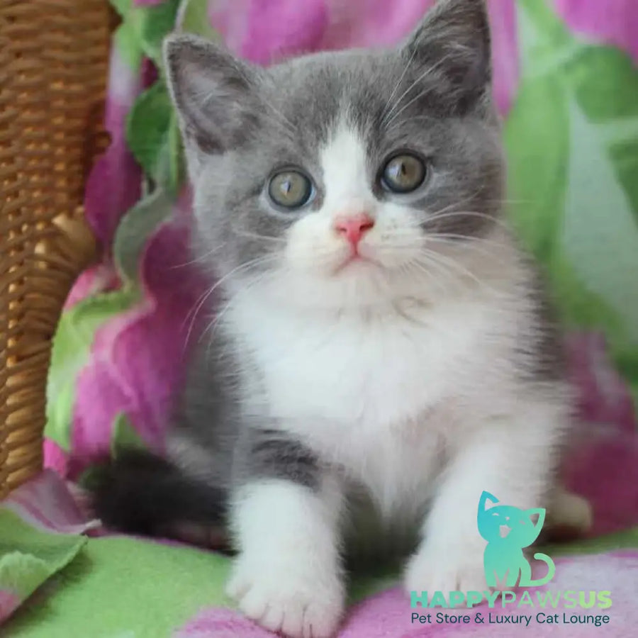 Trifle British Shorthair male blue with white - live animals