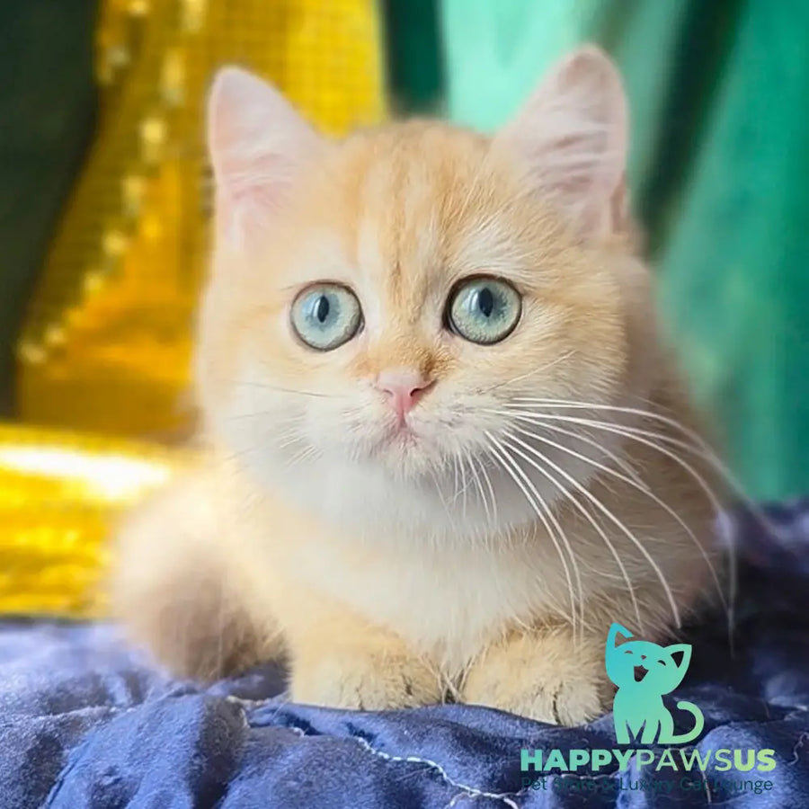 Trinity British Shorthair female black golden shaded - live animals