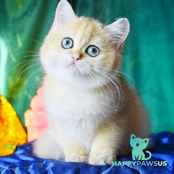 Trinity British Shorthair female black golden shaded - live animals