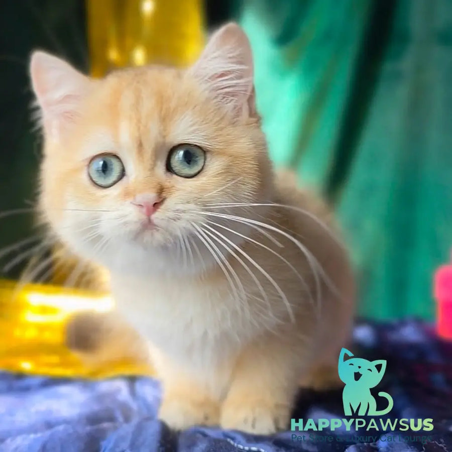 Trinity British Shorthair female black golden shaded - live animals