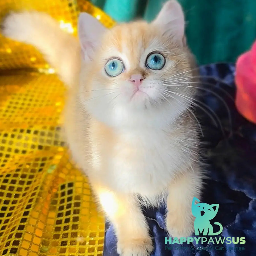 Trinity British Shorthair female black golden shaded - live animals