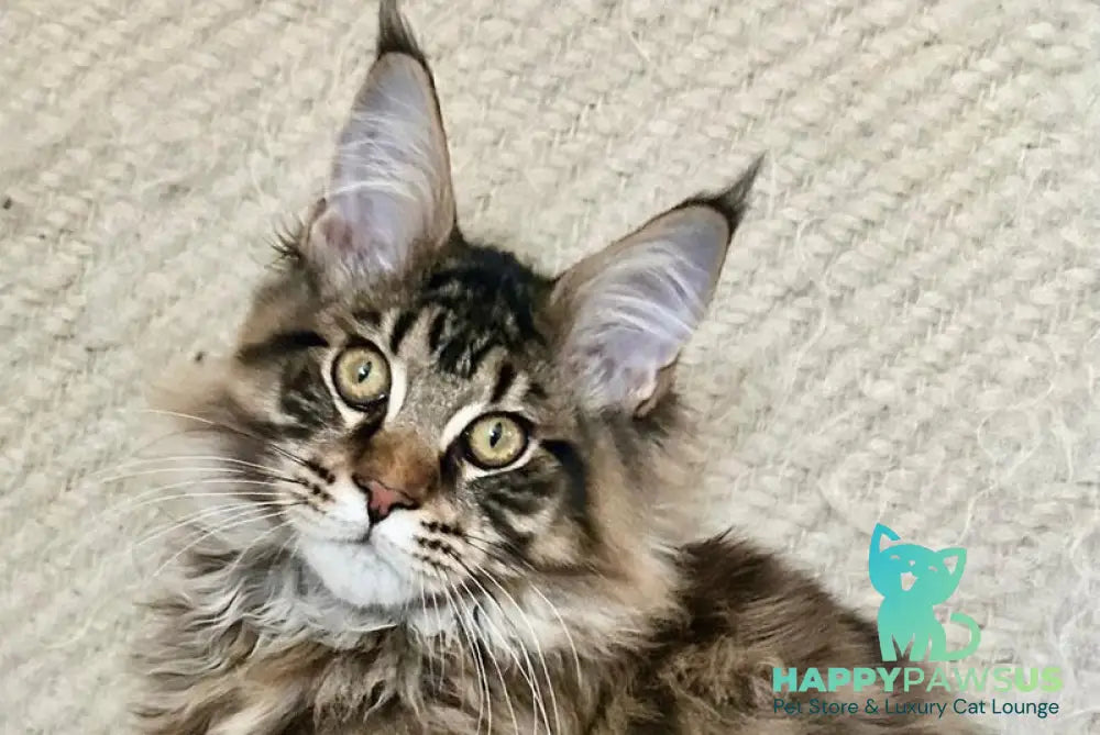 Triphon Maine Coon male black tabby live animals