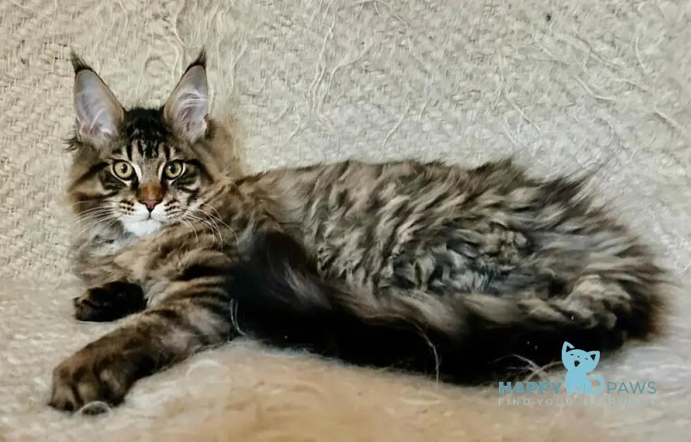 Triphon Maine Coon male black tabby live animals