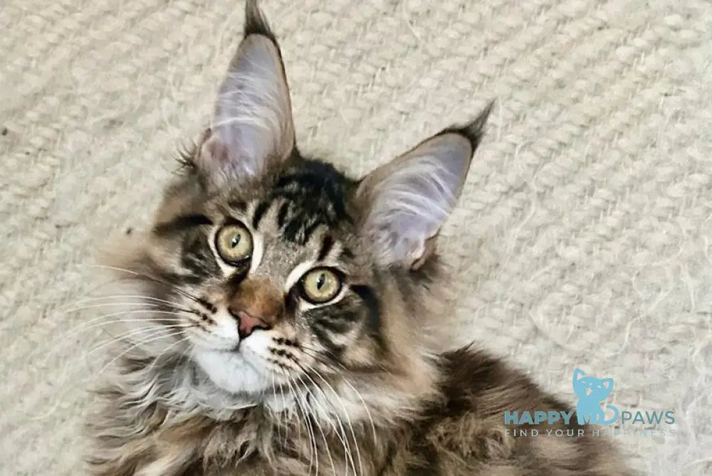 Triphon Maine Coon male black tabby live animals