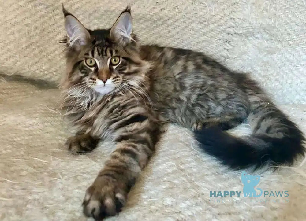 Triphon Maine Coon male black tabby live animals