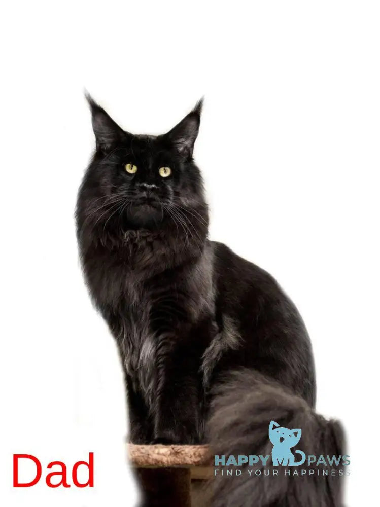 Triphon Maine Coon male black tabby live animals