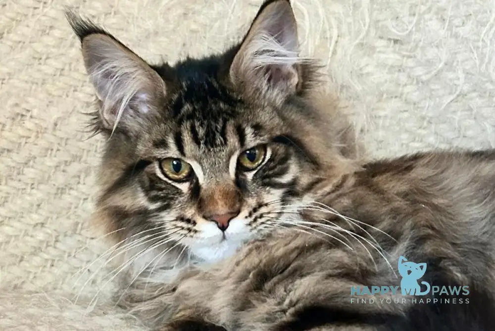 Triphon Maine Coon male black tabby live animals