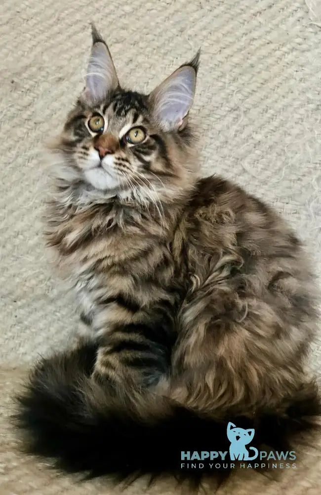 Triphon Maine Coon male black tabby live animals