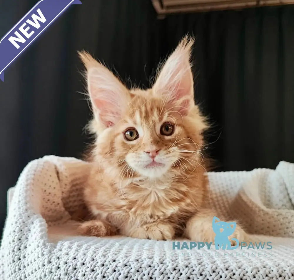 Trisha Maine Coon female red tabby live animals