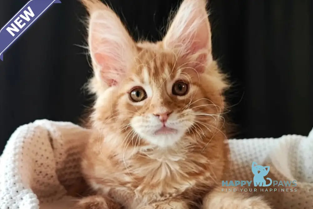 Trisha Maine Coon female red tabby live animals
