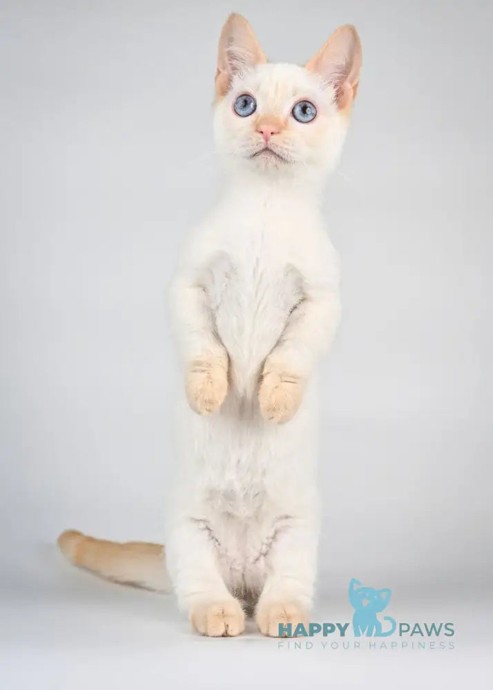 Tristan Munchkin male red pointed - live animals